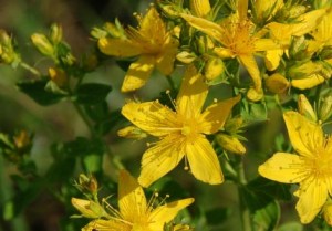 stjohnswort