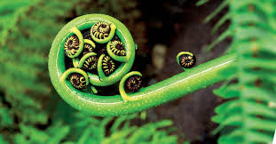 Koru