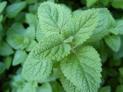 Lemon Balm